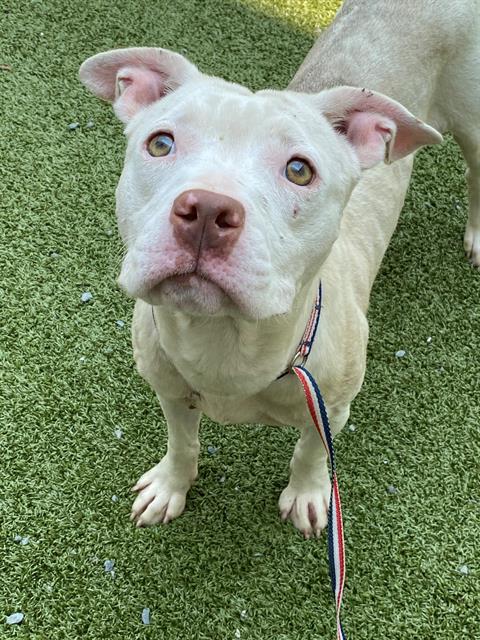 adoptable Dog in Fayetteville, NC named WHITEY