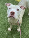 adoptable Dog in Fayetteville, NC named WHITEY