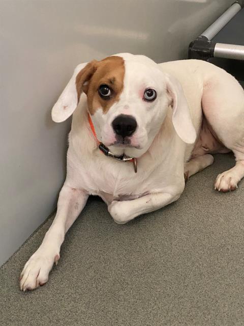 adoptable Dog in Fayetteville, NC named APACHE