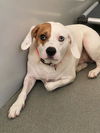 adoptable Dog in  named APACHE