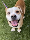 adoptable Dog in  named PAPA