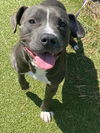 adoptable Dog in  named GRAVY
