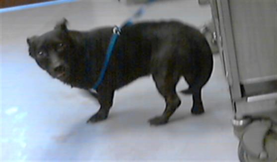 adoptable Dog in Fayetteville, NC named BLAIZ