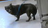 adoptable Dog in  named BLAIZ