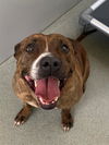 adoptable Dog in  named HONEY