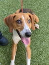 adoptable Dog in  named MARNIE