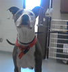 adoptable Dog in  named GRACE