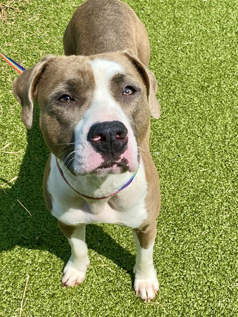 adoptable Dog in Fayetteville, NC named BUG