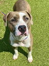 adoptable Dog in  named BUG