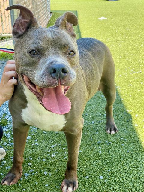 adoptable Dog in Fayetteville, NC named BLAKE