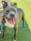 adoptable Dog in  named BLAKE