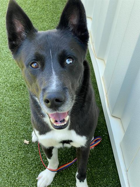 adoptable Dog in Fayetteville, NC named DANNY