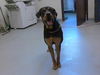 adoptable Dog in  named JIMBO