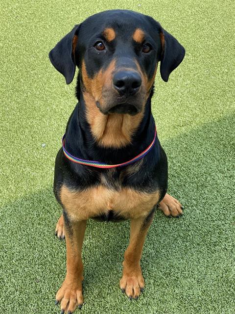 adoptable Dog in Fayetteville, NC named JIMBO