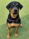 adoptable Dog in  named JIMBO