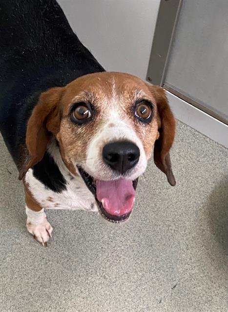 adoptable Dog in Fayetteville, NC named BAYLEE