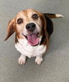 adoptable Dog in  named BARNEY