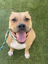 adoptable Dog in  named JADA