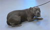 adoptable Dog in  named A422120