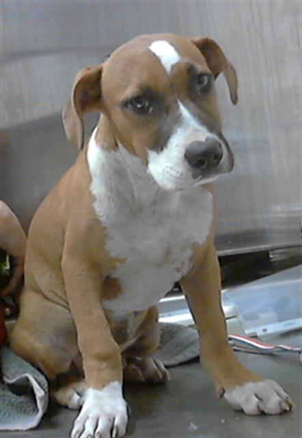 adoptable Dog in Fayetteville, NC named MARSHALL