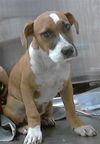 adoptable Dog in  named A422122