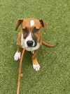adoptable Dog in  named MARSHALL