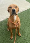 adoptable Dog in  named COCO