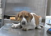 adoptable Dog in  named A422136