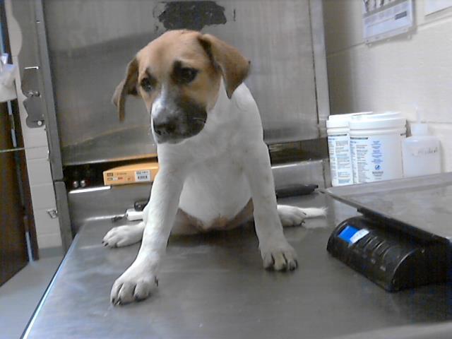 adoptable Dog in Fayetteville, NC named A422137