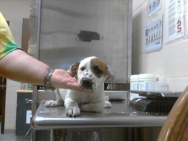 adoptable Dog in Fayetteville, NC named A422139