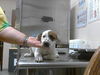 adoptable Dog in  named A422139