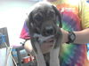 adoptable Dog in  named A422267