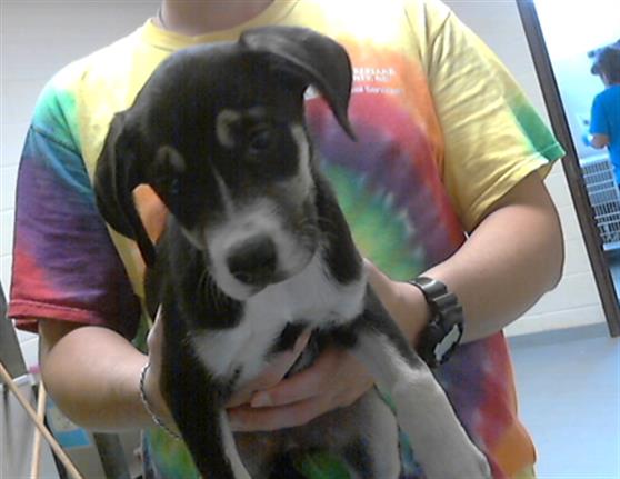 adoptable Dog in Fayetteville, NC named A422268