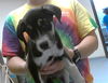 adoptable Dog in  named A422268