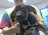 adoptable Dog in  named A422269