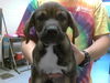adoptable Dog in  named A422270