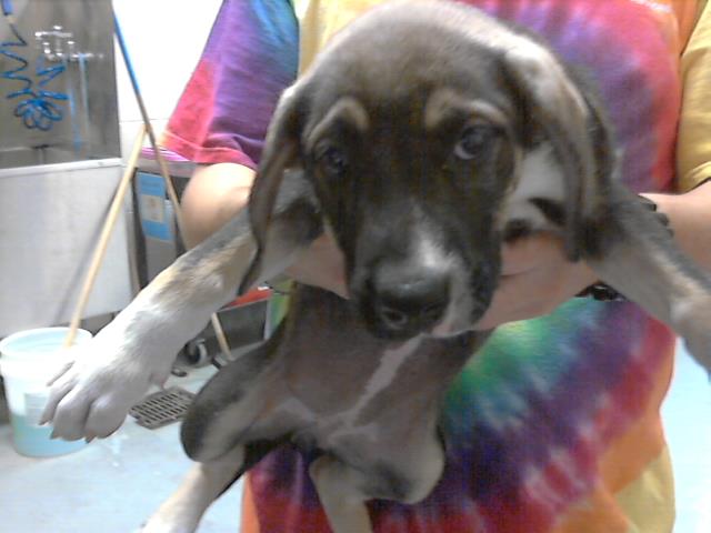 adoptable Dog in Fayetteville, NC named A422271
