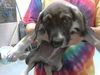 adoptable Dog in  named A422271