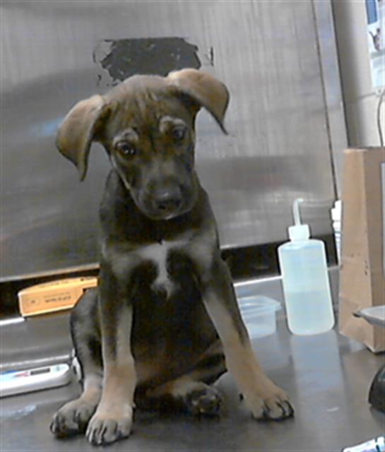 adoptable Dog in Fayetteville, NC named A422272