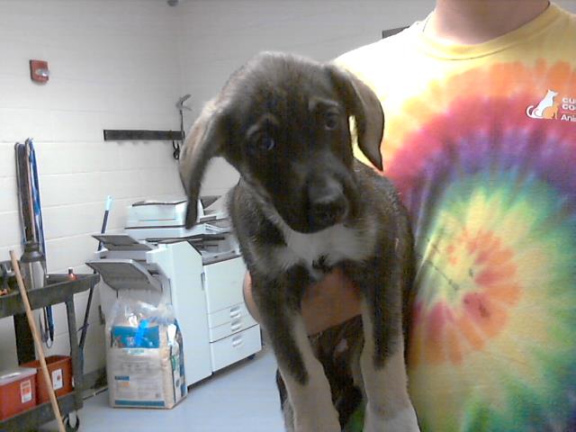 adoptable Dog in Fayetteville, NC named A422273