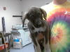 adoptable Dog in  named A422273
