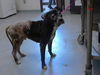 adoptable Dog in  named DEXTER