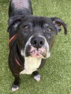 adoptable Dog in  named DEXTER