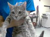 adoptable Cat in ,  named ZOEY