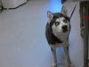 adoptable Dog in  named SAMMY