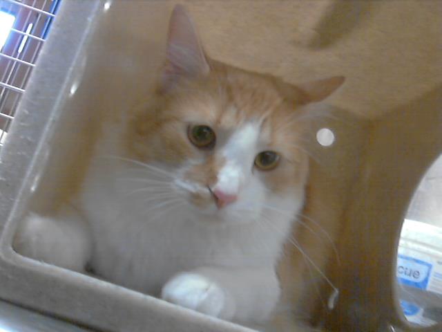 adoptable Cat in Fayetteville, NC named BARRY