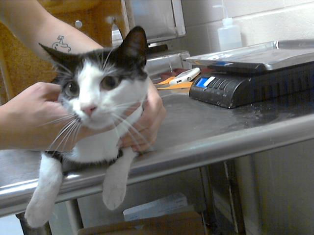 adoptable Cat in Fayetteville, NC named ESME