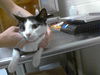 adoptable Cat in  named ESME