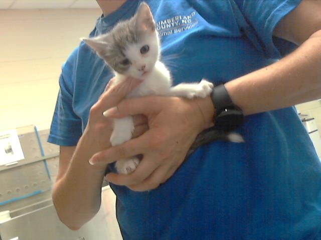adoptable Cat in Fayetteville, NC named ALICE