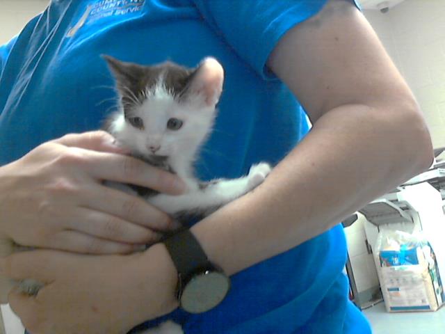 adoptable Cat in Fayetteville, NC named JASPER